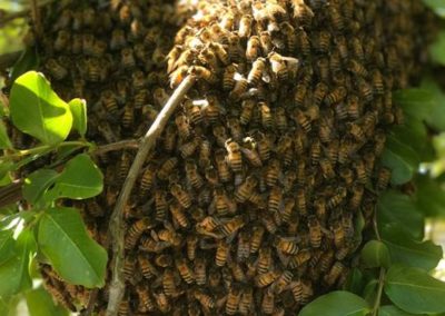 Wild Bee Hive